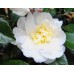 Camellia